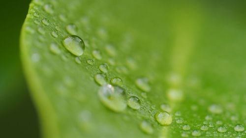 Close-up of water drops on leaves