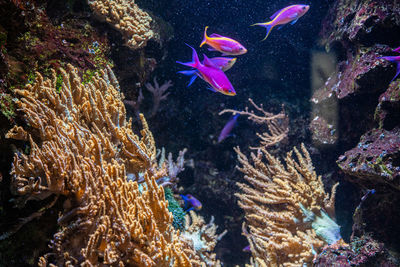 View of fish swimming in sea