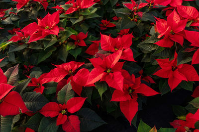 High angle view of red flowering plants