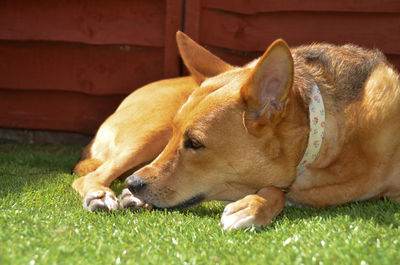 Close-up of dog sleeping on grass