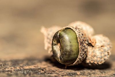 Close-up of snail