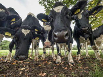 Portrait of cow standing on field against sky