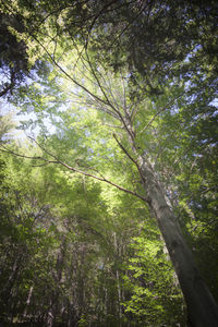 Low angle view of trees in forest against sky