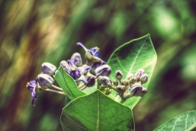 Close-up of purple flower buds growing outdoors