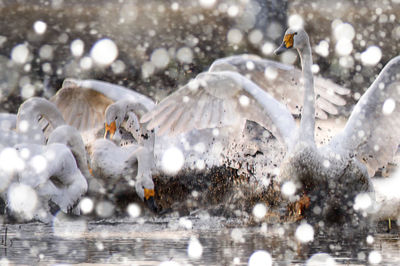 Close-up of birds in snow