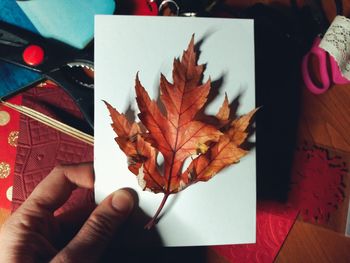 Close-up of hand holding maple leaf during autumn