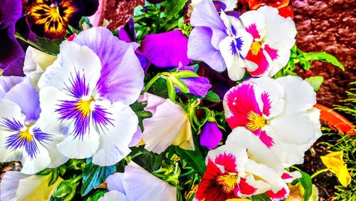 Close-up of fresh flowers blooming in garden