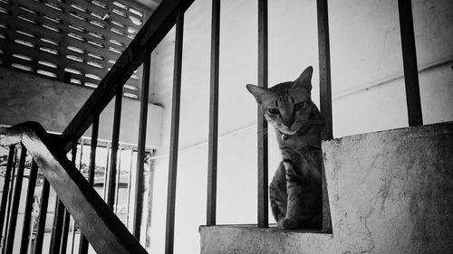 View of cat sitting on staircase by handrail