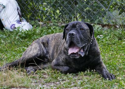 Close-up of dog sitting on grass