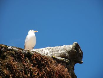 Low angle view of bird perching against clear blue sky