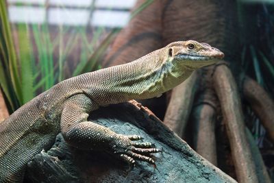 Close-up of lizard on tree