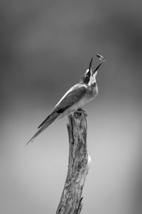 Low angle view of bird flying against sky