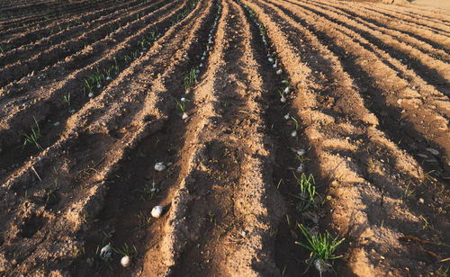 High angle view of agricultural field, onions