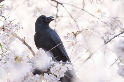 Black bird perching on a cherry blossom