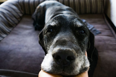 Close-up of hand stroking dog