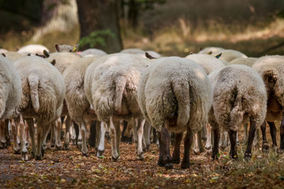 Sheep in a field