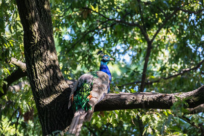 Low angle view of bird perching on tree