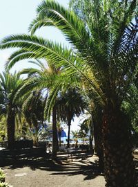 Palm trees against sky