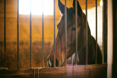 Portrait of horse in stable