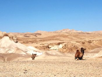 Camels in the desert