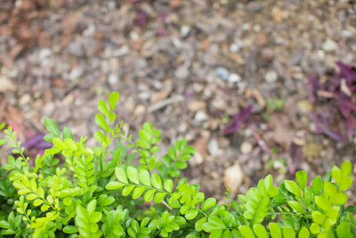 High angle view of plants growing on field