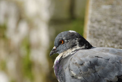 Close-up of pigeon