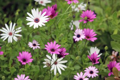 Close-up of pink flowers