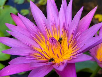 Close-up of insect on pink flower