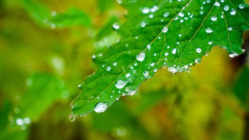 Close-up of wet plant leaves during rainy season