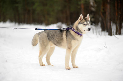 Dog standing on snow covered land