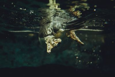 Close-up of animal swimming
