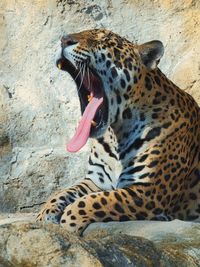 animal