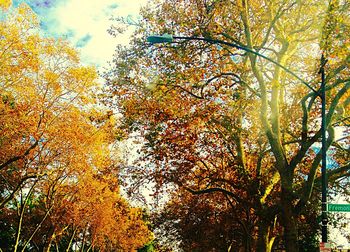 Low angle view of trees against sky