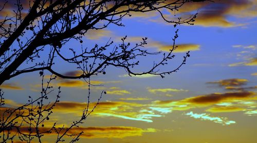 Low angle view of silhouette tree against sky during sunset