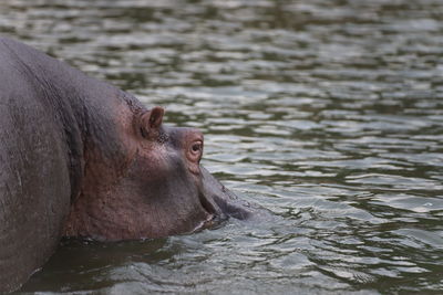 View of hippopotamus swimming in lake 