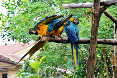 View of a bird perching on branch