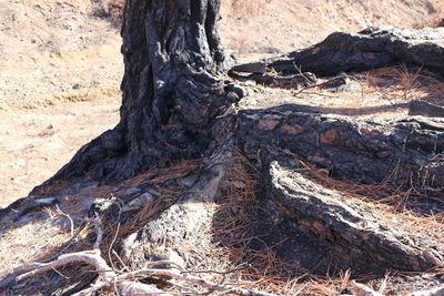 Close-up of tree trunk in forest