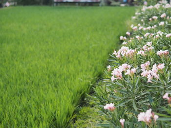 Close-up of white flowering plants on field