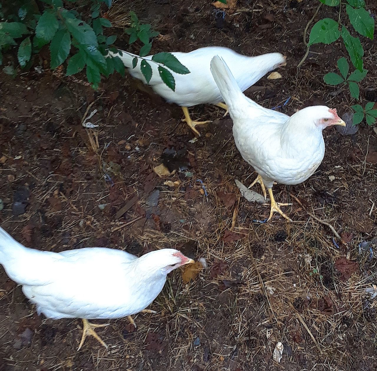 bird, group of animals, vertebrate, animal, animal themes, white color, land, field, day, no people, nature, animal wildlife, livestock, animals in the wild, domestic, high angle view, pets, two animals, domestic animals, poultry, outdoors, animal family