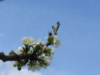 Close-up of white flowers against clear blue sky