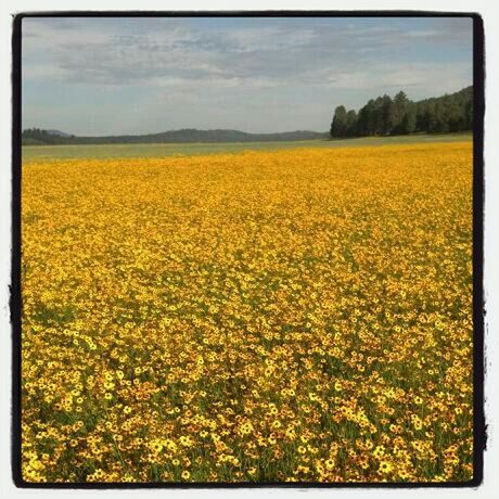 yellow, transfer print, field, sky, beauty in nature, landscape, agriculture, tranquil scene, rural scene, tranquility, flower, nature, scenics, growth, auto post production filter, abundance, cloud - sky, farm, cloud, horizon over land