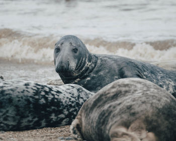 Close-up of animal on beach