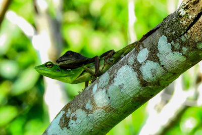 Close-up of lizard on tree trunk
