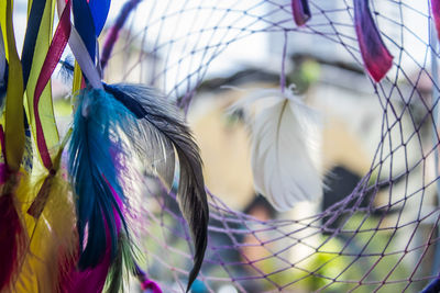 Close-up of peacock in cage