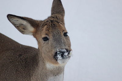 Close-up portrait of deer on snow