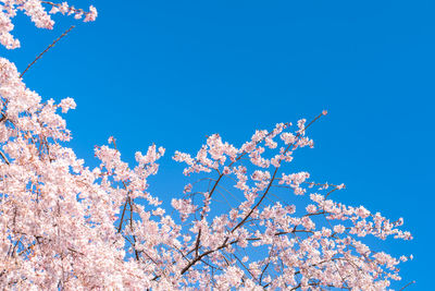 Low angle view of cherry blossoms against blue sky