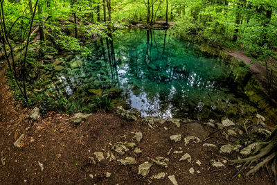 Reflection of trees in water