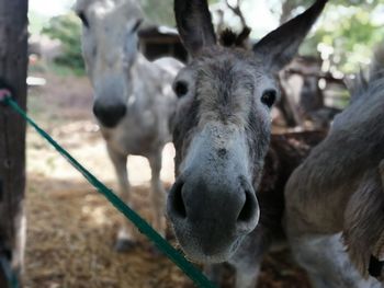 Close-up portrait of sheep