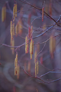 A beautiful birch tree flowers in early spring.