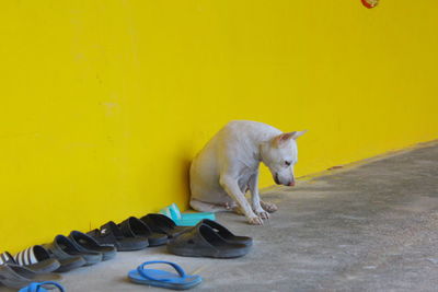 Side view of a cat on wall